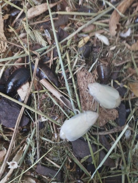 Мраморные тараканы .