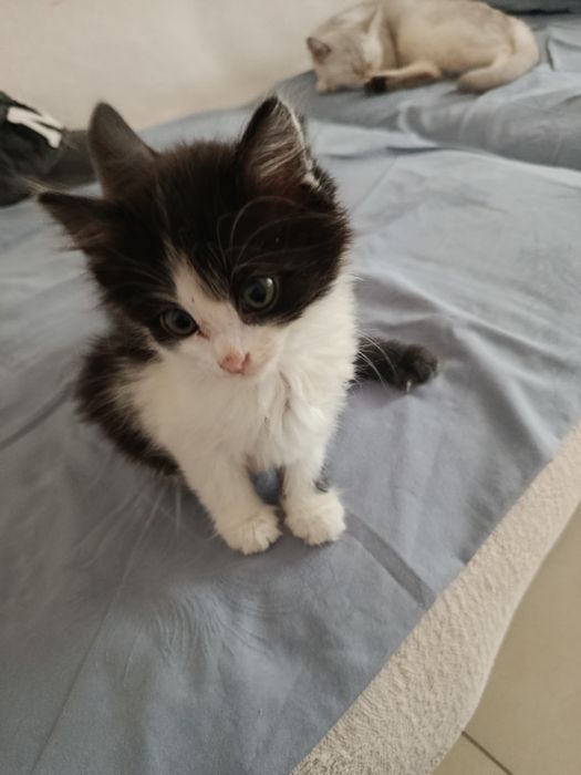 Котятки в добрые руки
