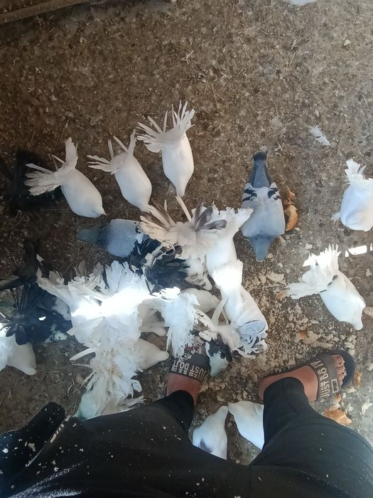 Porumbei schimb cu standard