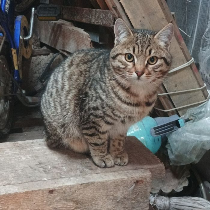 Отдам котят хорошие