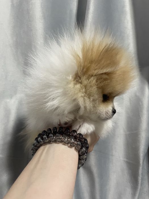 Шпиц девочка пати колор