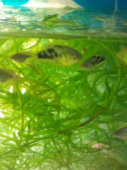 Аквариумные рыбки