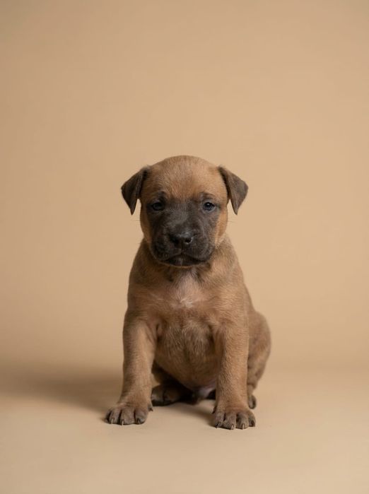 Готовятся к продаже.