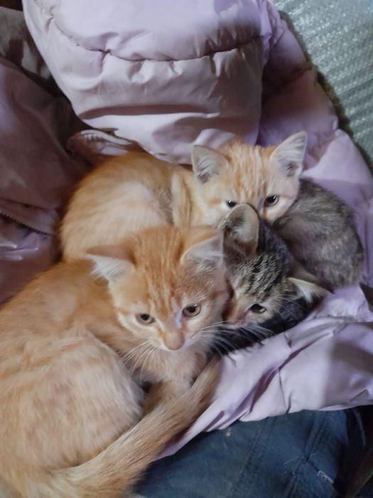 Отдам милых котят