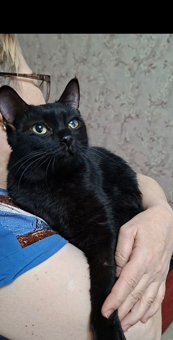 Молоденькая кошечка Чара в добрые руки!