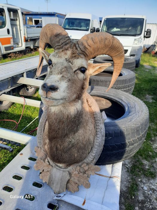 Трофей МУФЛОН...