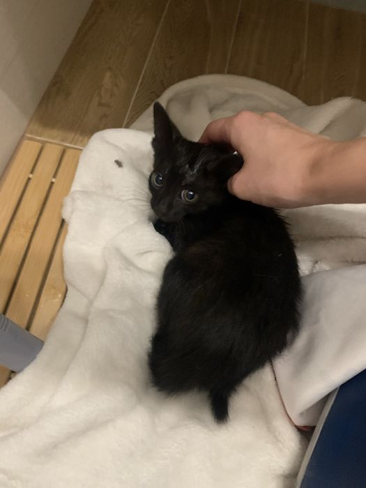 Котето спешно търси дом