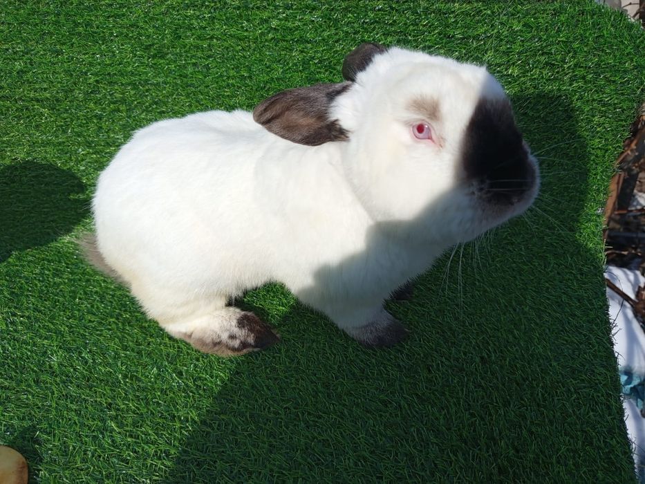 Продам Миксов кроликов