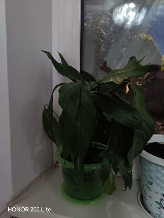 Продам комнатные цветы