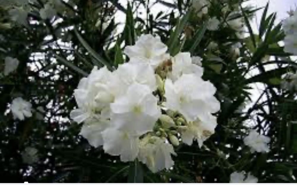 Тол гули сотилади манзаралик хушбу́й хидлик тез у́сувчан