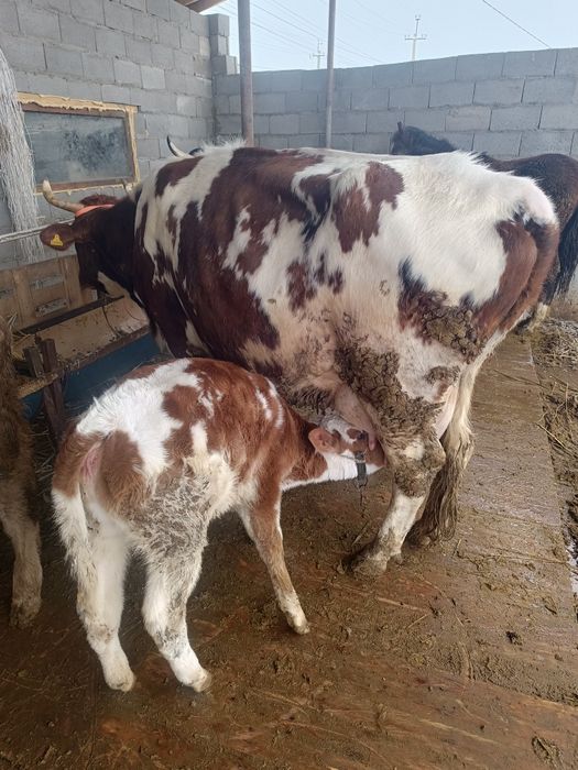 Карова с теленком.