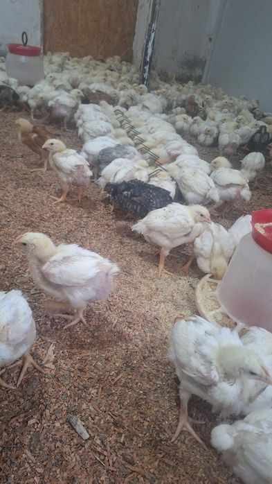 Pui de carne si rasa mixta