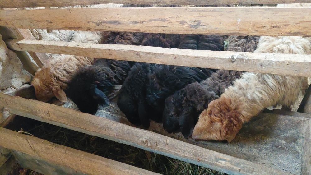 6 бас тоқты сатылады. 2 еркек 4 ургашы