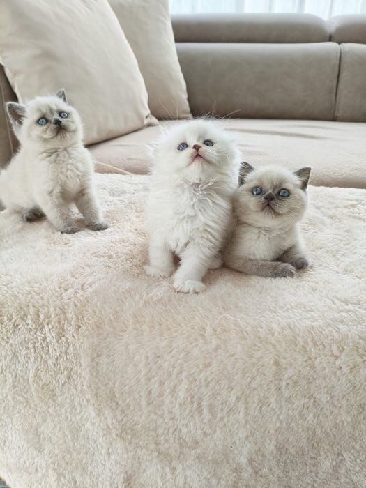 Британски късокосместа и шотлански клепоухи