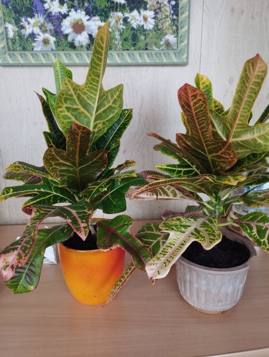 Продам  молодой кротон