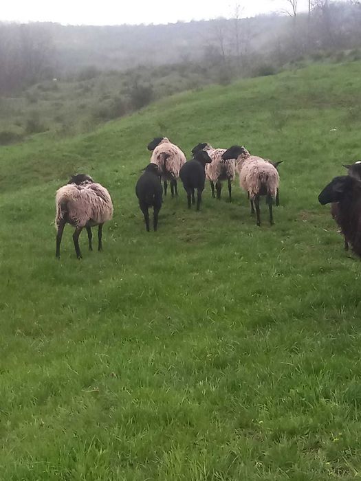 Oi si berbec romanov