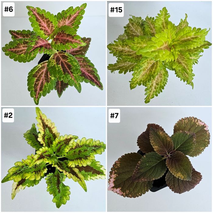 Цветы и растения