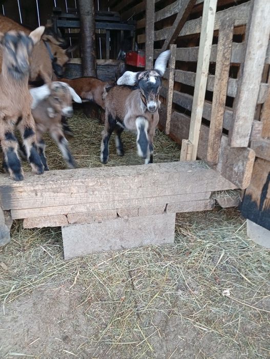 Capre și iezi anglonubieni