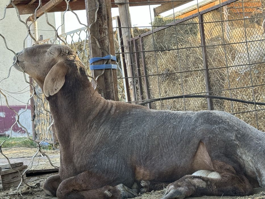 Арашан қошқар