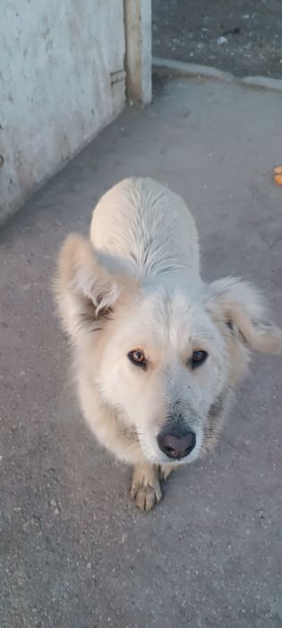 Стерилизованная собака ищет дом