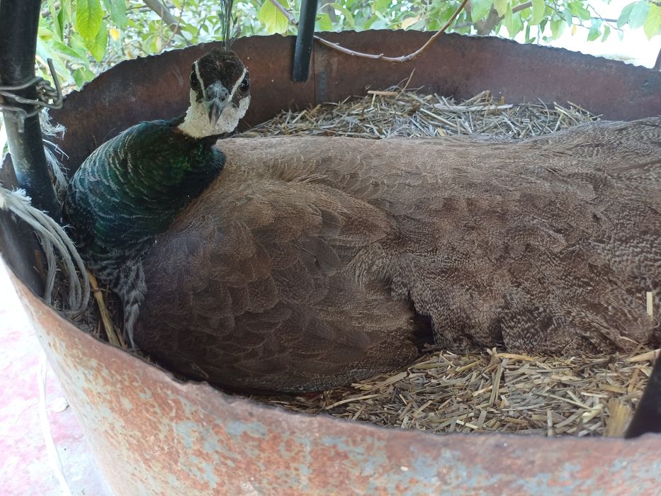 Павлин индийский