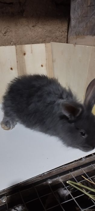 Кролик белоостевой продаётся