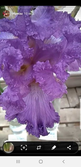 Клубни сортовых ирисов.