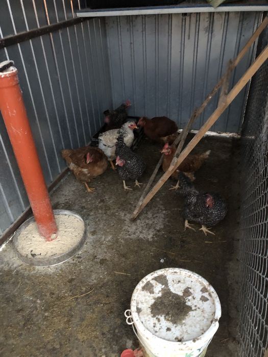 8 gaini ouatoare de casa