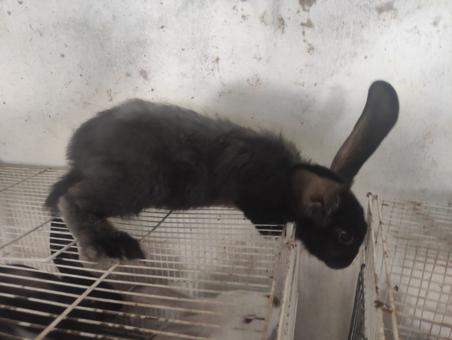 Кролики 3-х месячные