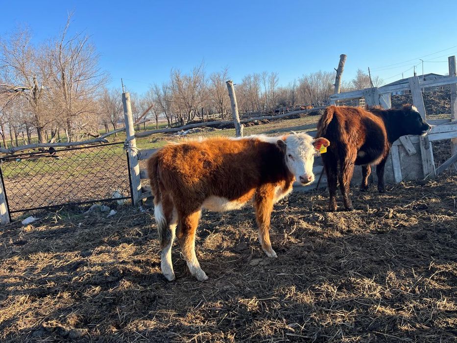 2 бас ұрғашы сиыр сатылады 1 жасар