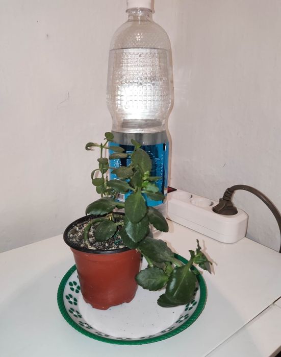 Декабрист красный и другие