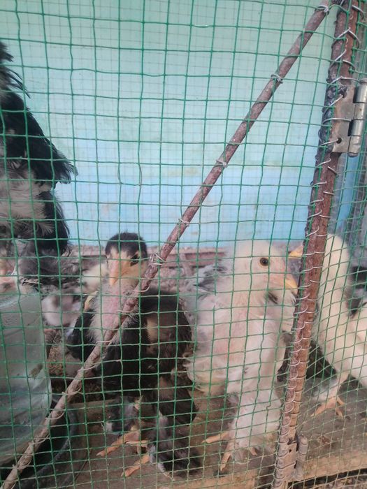 bramalar sotiladi zoti toza