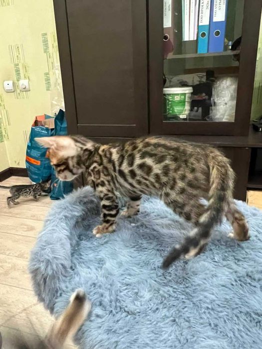 Бенгальские котята