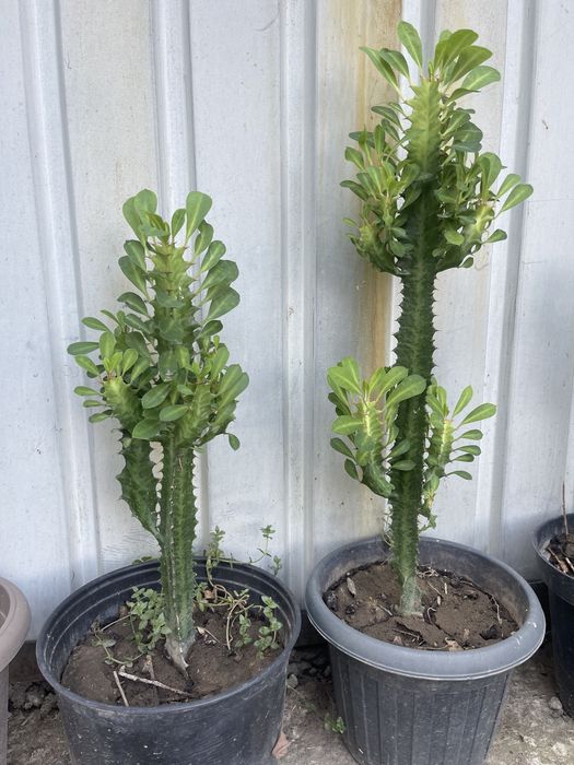 Цветы комнатные отлично подойдут для офиса кофейню