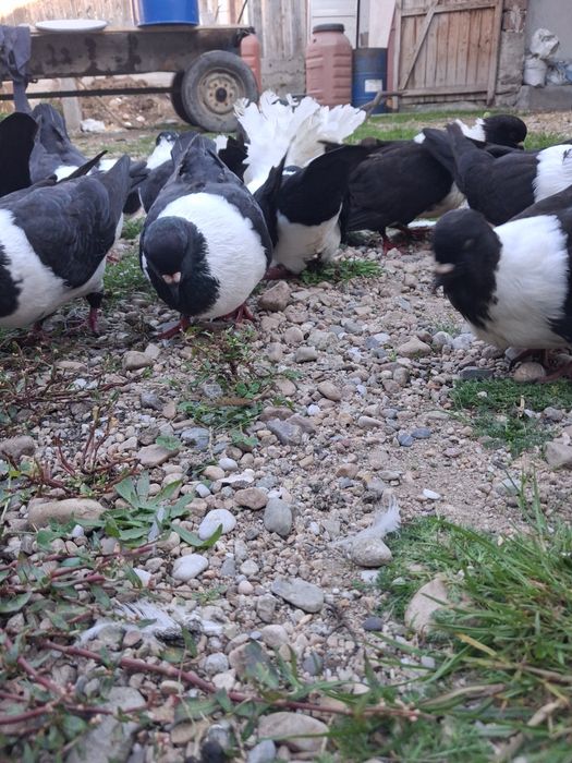 Vand porumbei stroseri negri