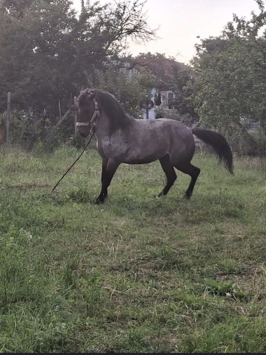 Vând o pereche de cai