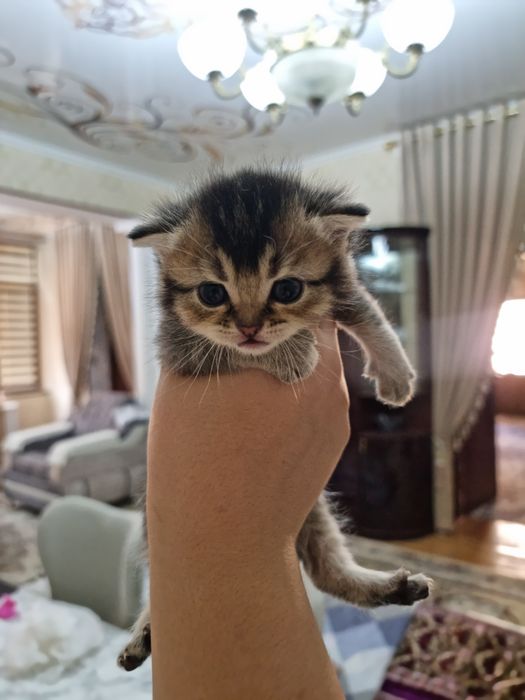 Котята под бронь