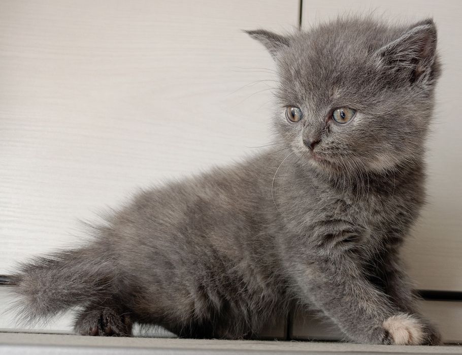 Продается котенок девочка