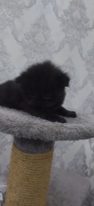 Mushuk zoti Scottish fold va straid