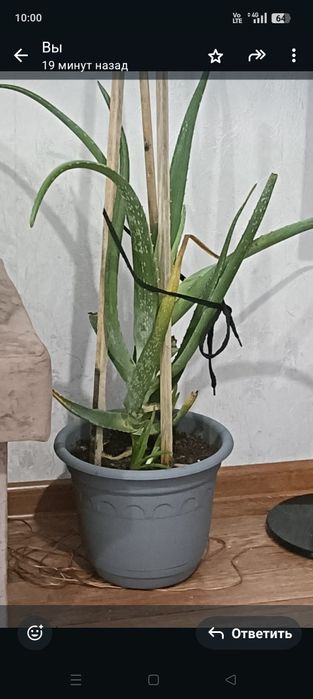 Отдам даром алое
