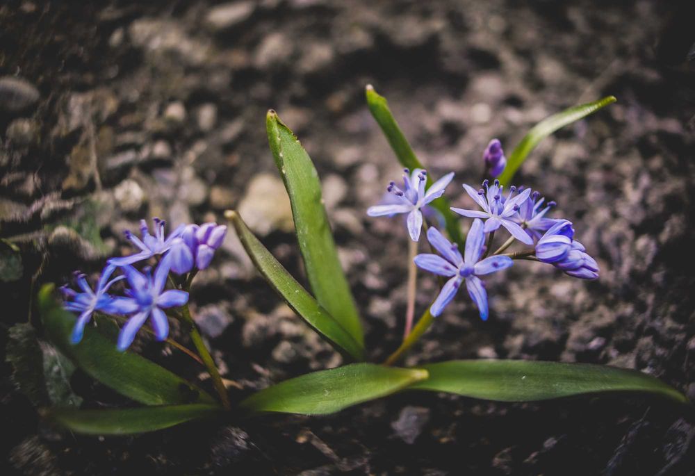 Obiectiv manual  TTartisan 17 mm f1.4  montura mft impecabil ca nou