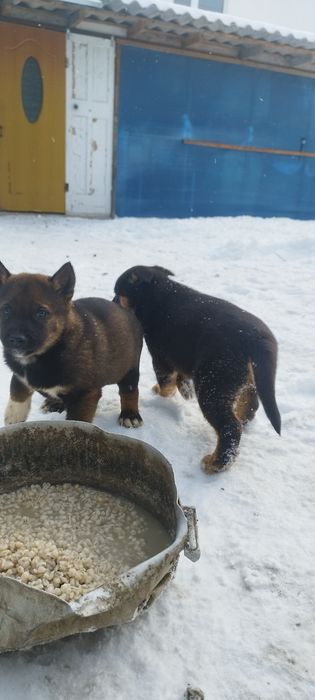 Отдам щенков лайки