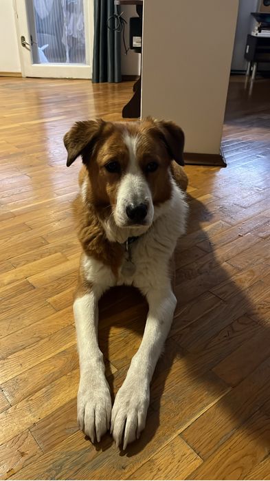 Гледане на домашни любимци