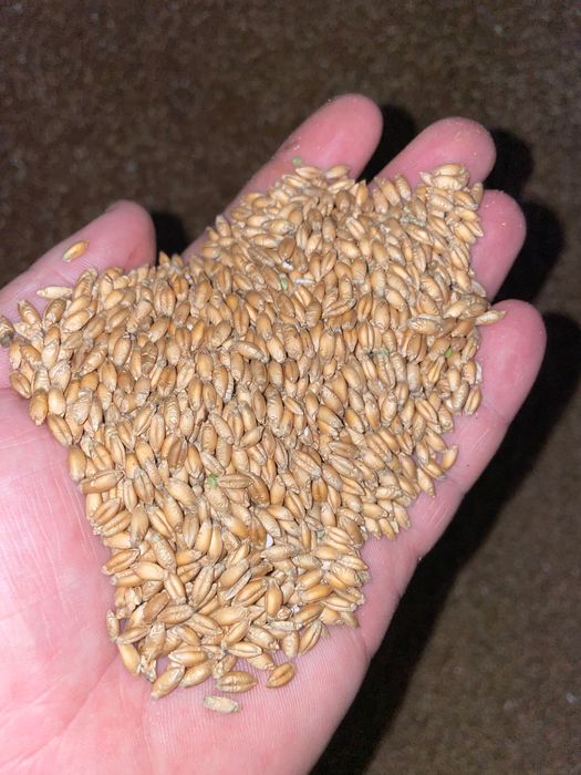 Vând ovăz și triticala