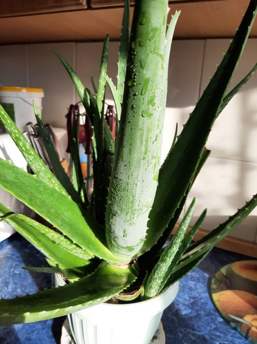 Алоэ.Лекарственное растение.,