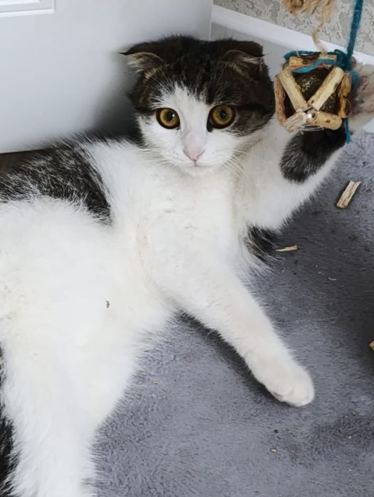 Отдадим в добрые руки кошечку девочку, 8 месяцев, к лотку приучена