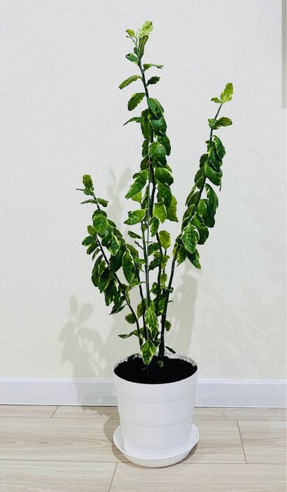 Цветок Педилантус