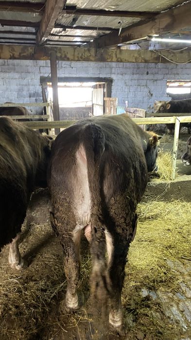 Бычок с откорм 5ай готовые