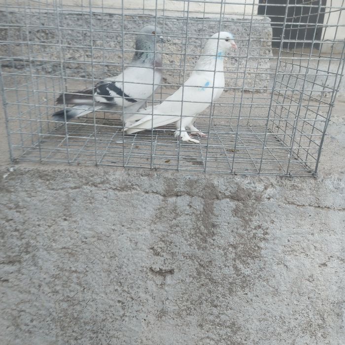 Бели такла самец лет бой тяга