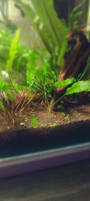 Аквариумные растения